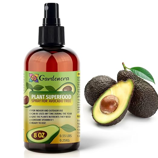 AVOCADO Plants Superfood