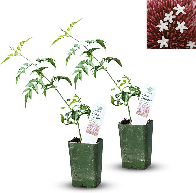 pink-jasmine