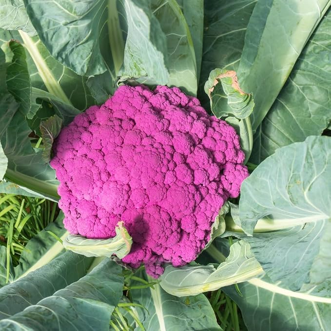 Purple Cauliflower