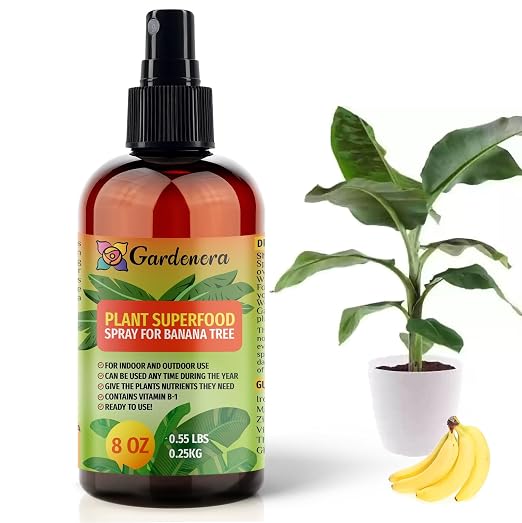 BANANA TREEs Superfood