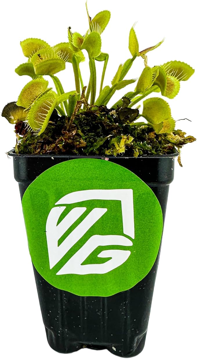 King Henry Venus Fly Trap