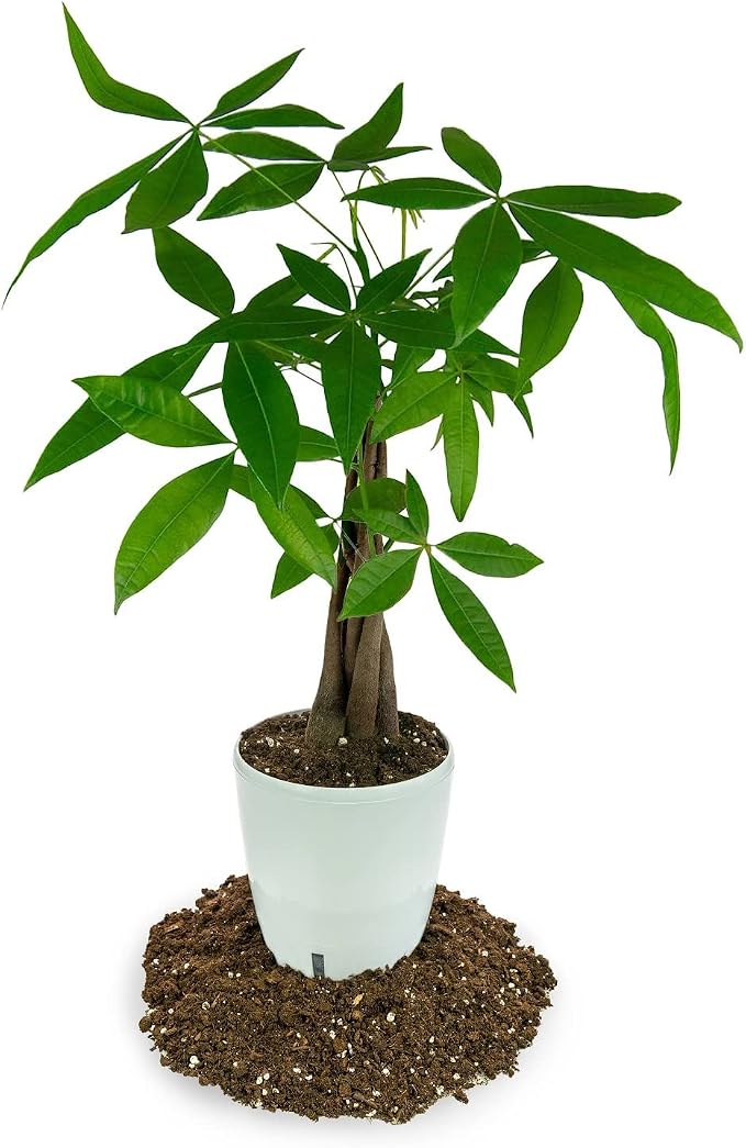 MANDARIN TREE