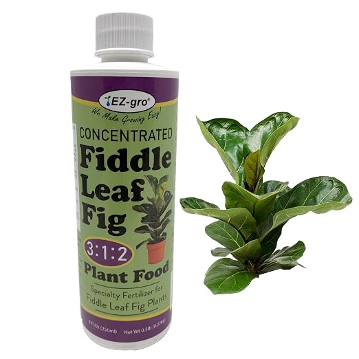 Fiddle Leaf Fig