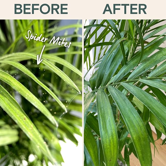 Organic Insecticide