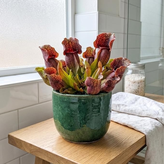 Purple Pitcher Plant