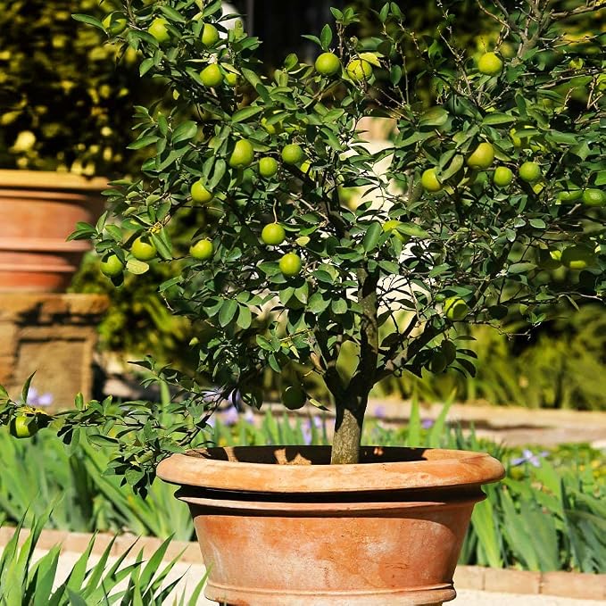 LIME TREE