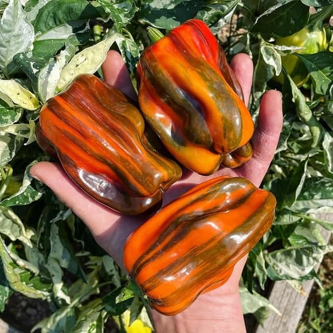 Variegated Chocolate Cherry Peppers