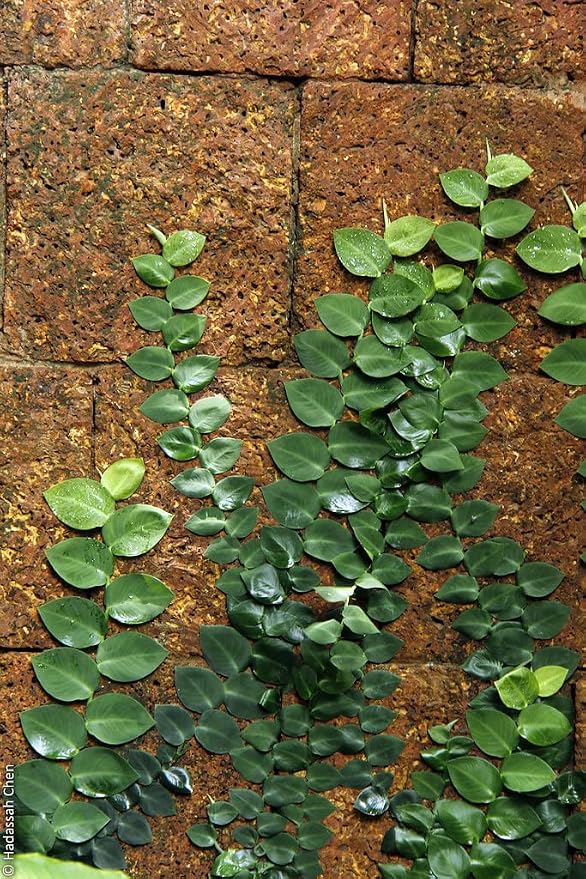 Shingle Plant Soil Mix