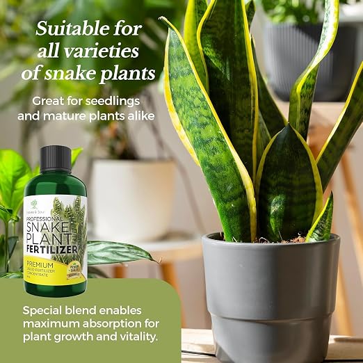 Snake Plant