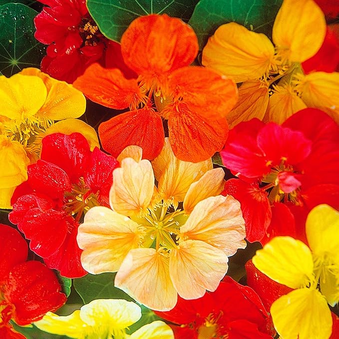 Nasturtium Jewel Mixed Colors Seed Multipack - 7 Pack