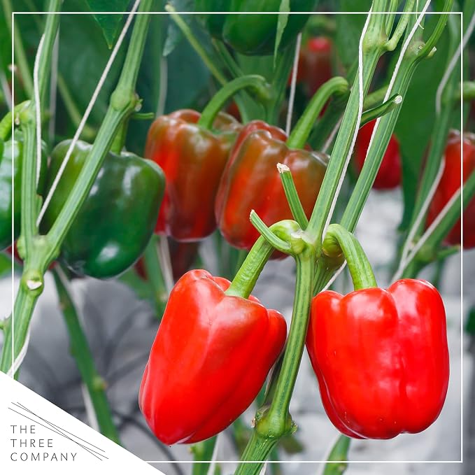 Bell Pepper