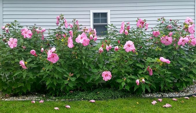 hibiscus-pink