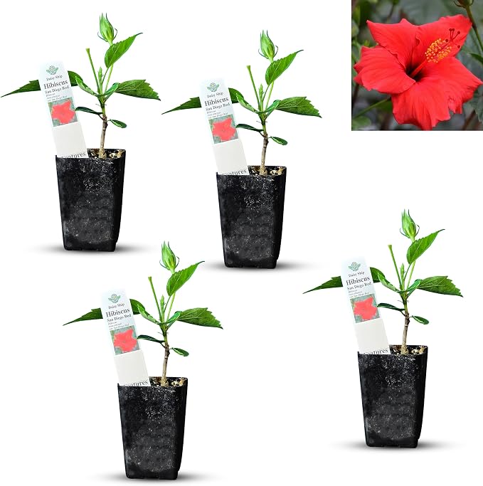 hibiscus-red