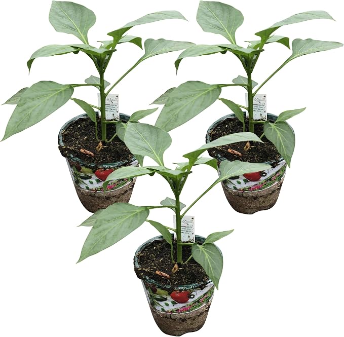 Bell Pepper