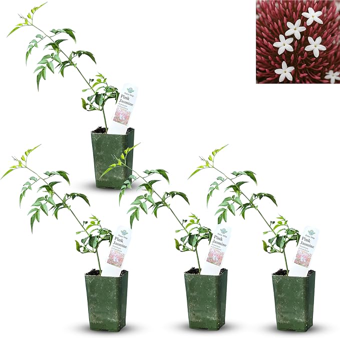 pink-jasmine