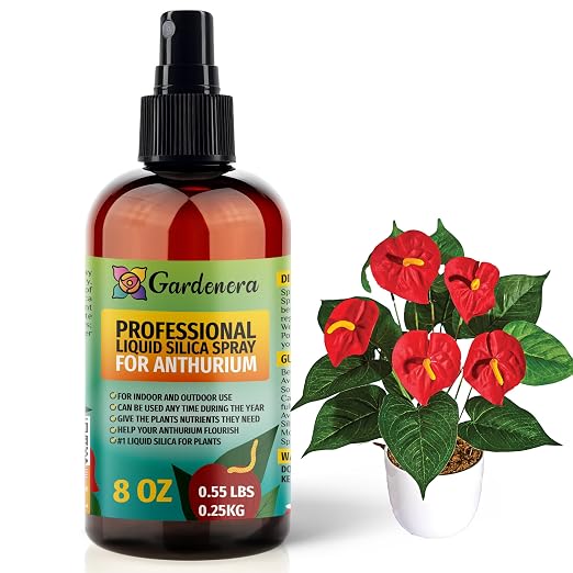 ANTHURIUM Plants
