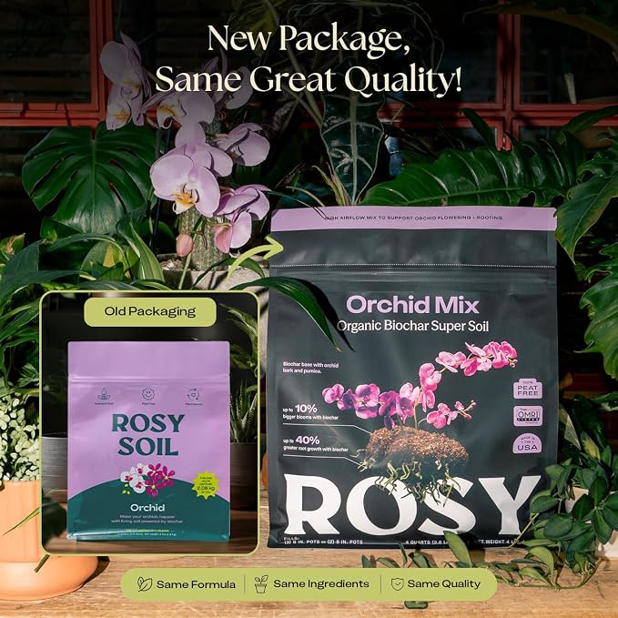 Orchid