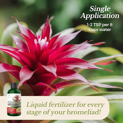 Bromeliad