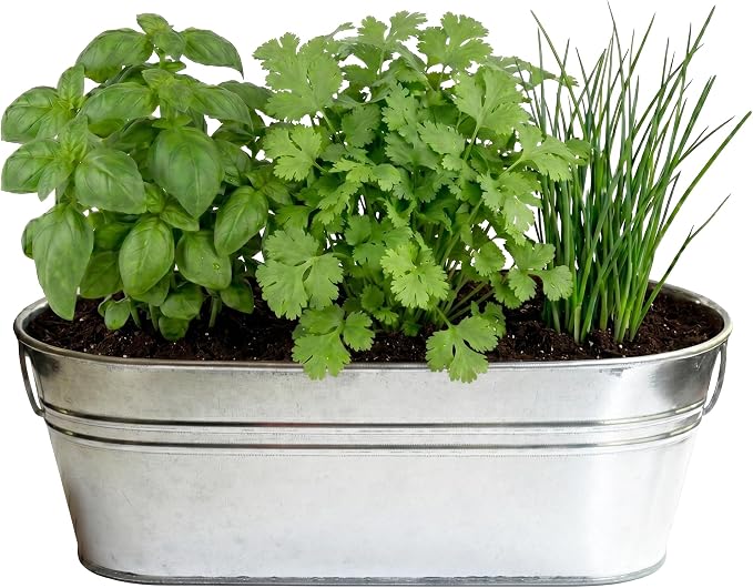 Kitchen Herbs