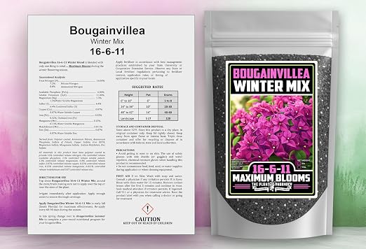 Bougainvillea Winter Mix