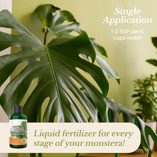 Monstera Plant