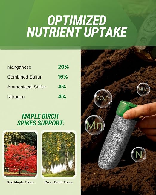 Maple-Birch