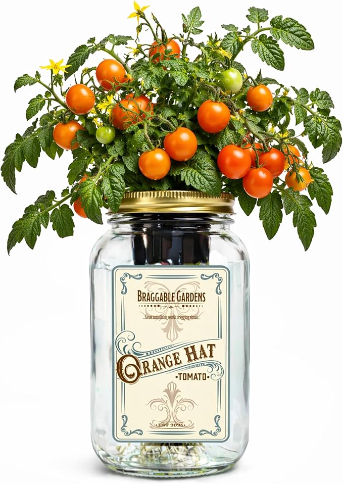 Orange Hat Micro Tomato