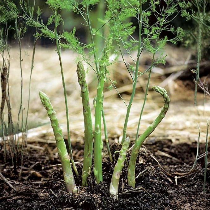 Green Asparagus