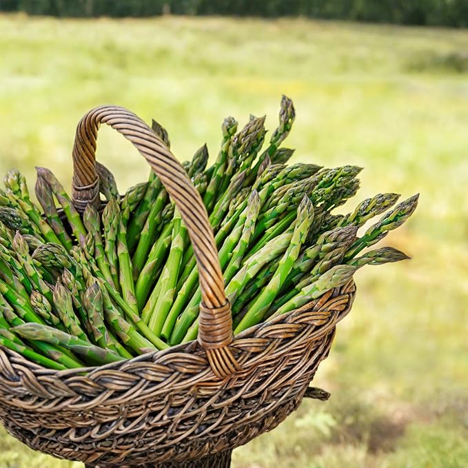 Green Asparagus