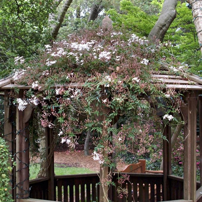 pink-jasmine