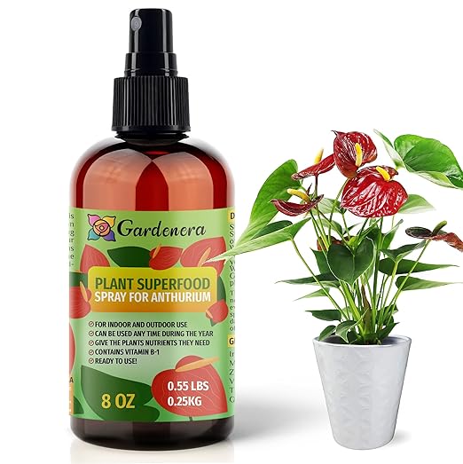 ANTHURIUM Plants Superfood