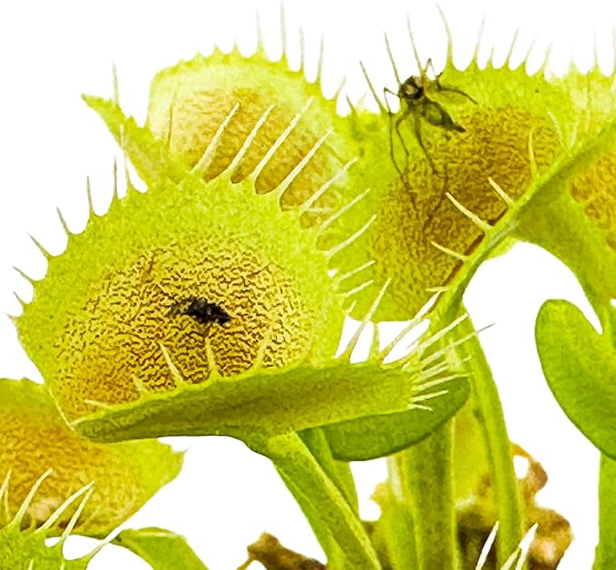 King Henry Venus Fly Trap