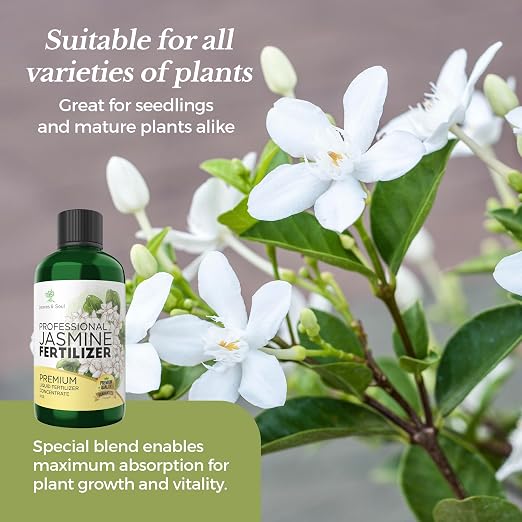 Jasmine