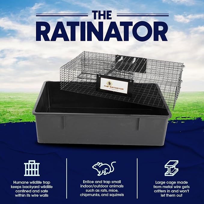 Rat