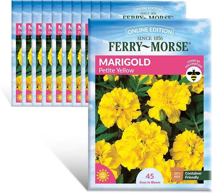Marigold Petite Yellow Seed Multipack- 12 Pack