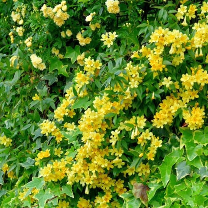 carolina-jasmine