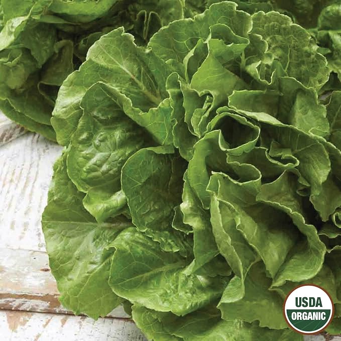 Lettuce Buttercrunch Organic Seed Multipack - 7 Pack