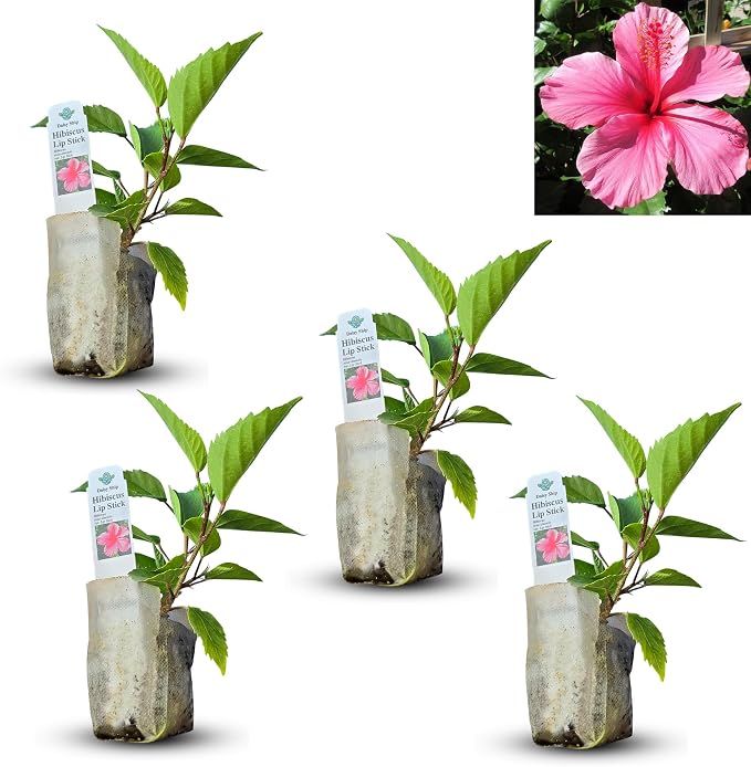 hibiscus-pink