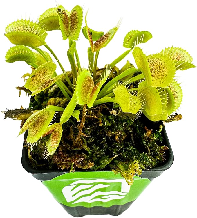 King Henry Venus Fly Trap