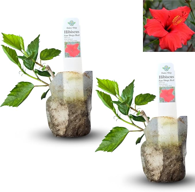 hibiscus-red