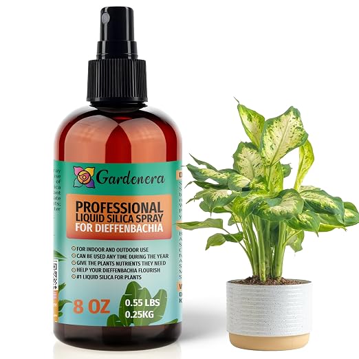 DIEFFENBACHIA Plants