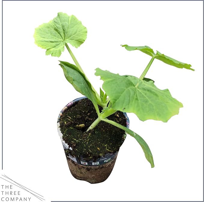 Zucchini