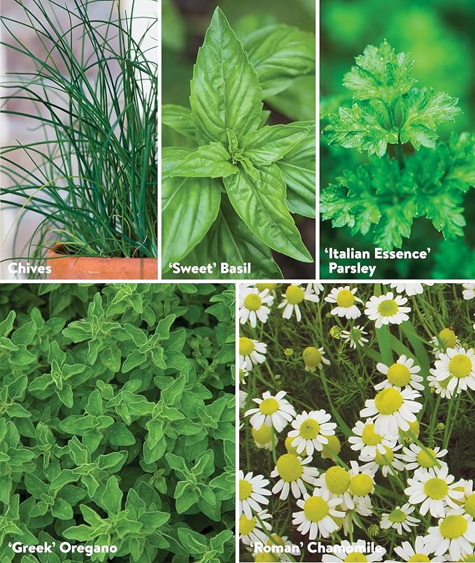 Culinary Classics Herb Collection