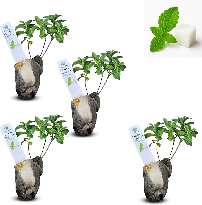 stevia