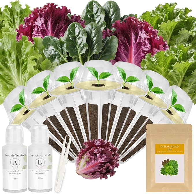 Majero-Caesar Salad-7