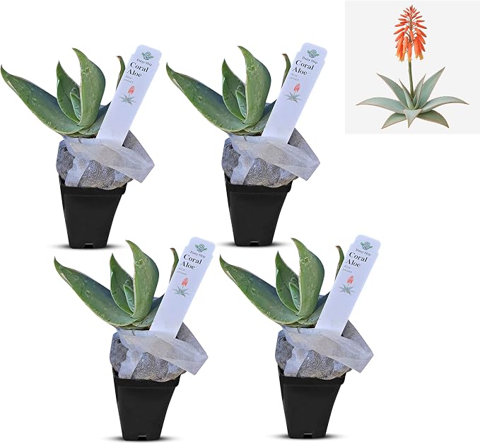 aloe-coral