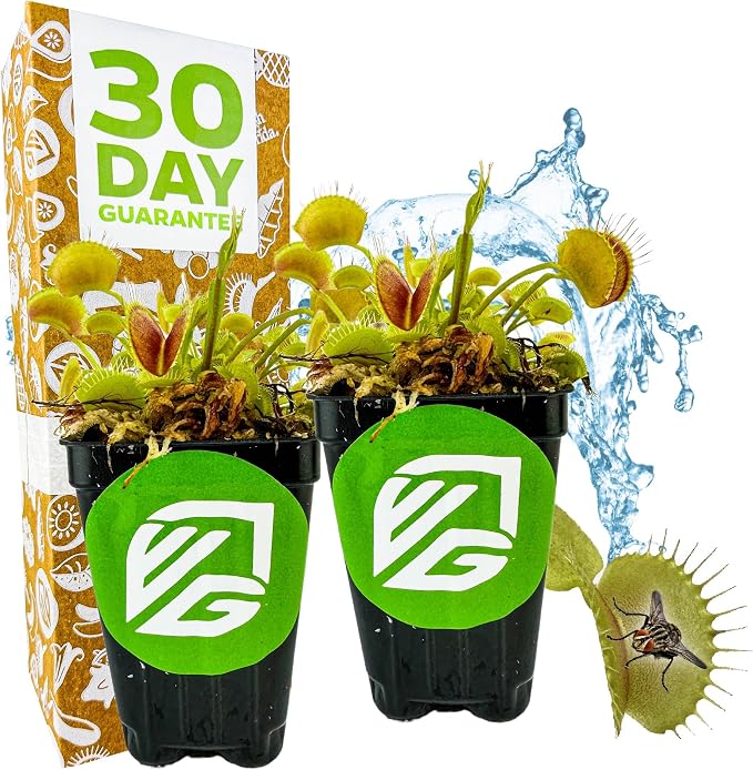 Regular Venus Fly Trap