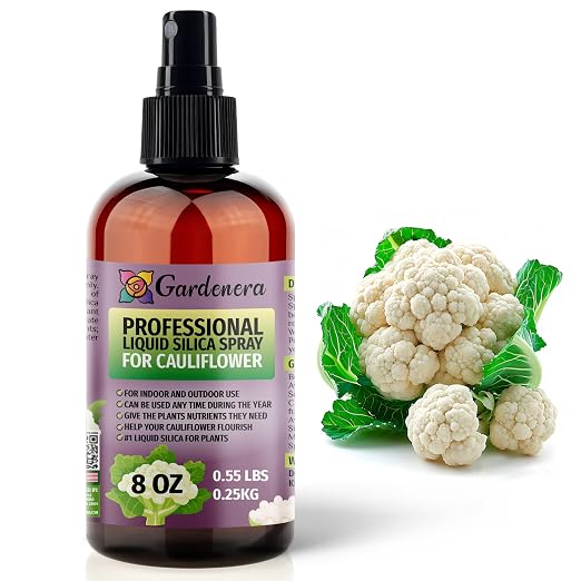 CAULIFLOWER Plants