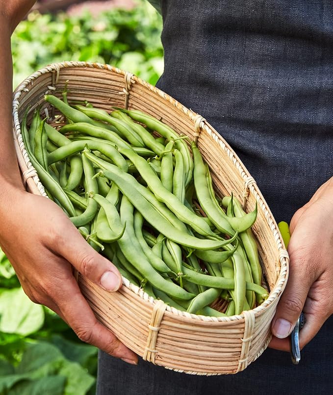 Stringless Green Pod