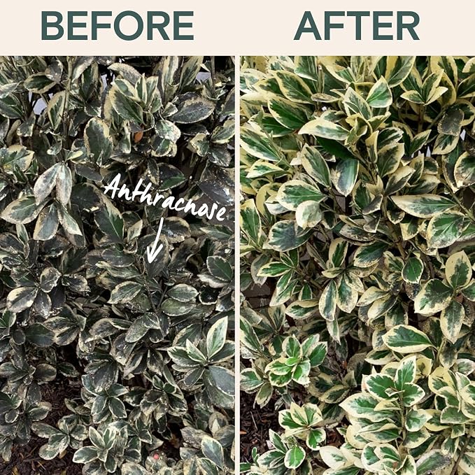 Organic Fungicide